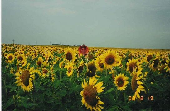 20000819-sunflower